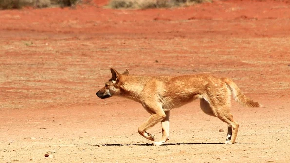 Când a fost introdus câinele dingo în Australia jpeg