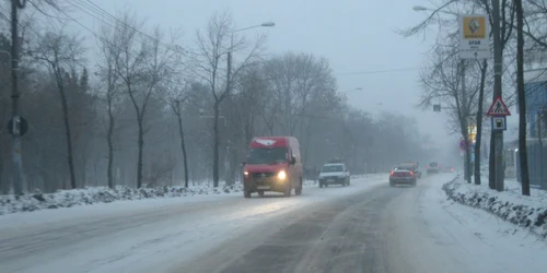 Plopii de pe marginea şoselelor sub ameninţarea parlamentarilor PDL