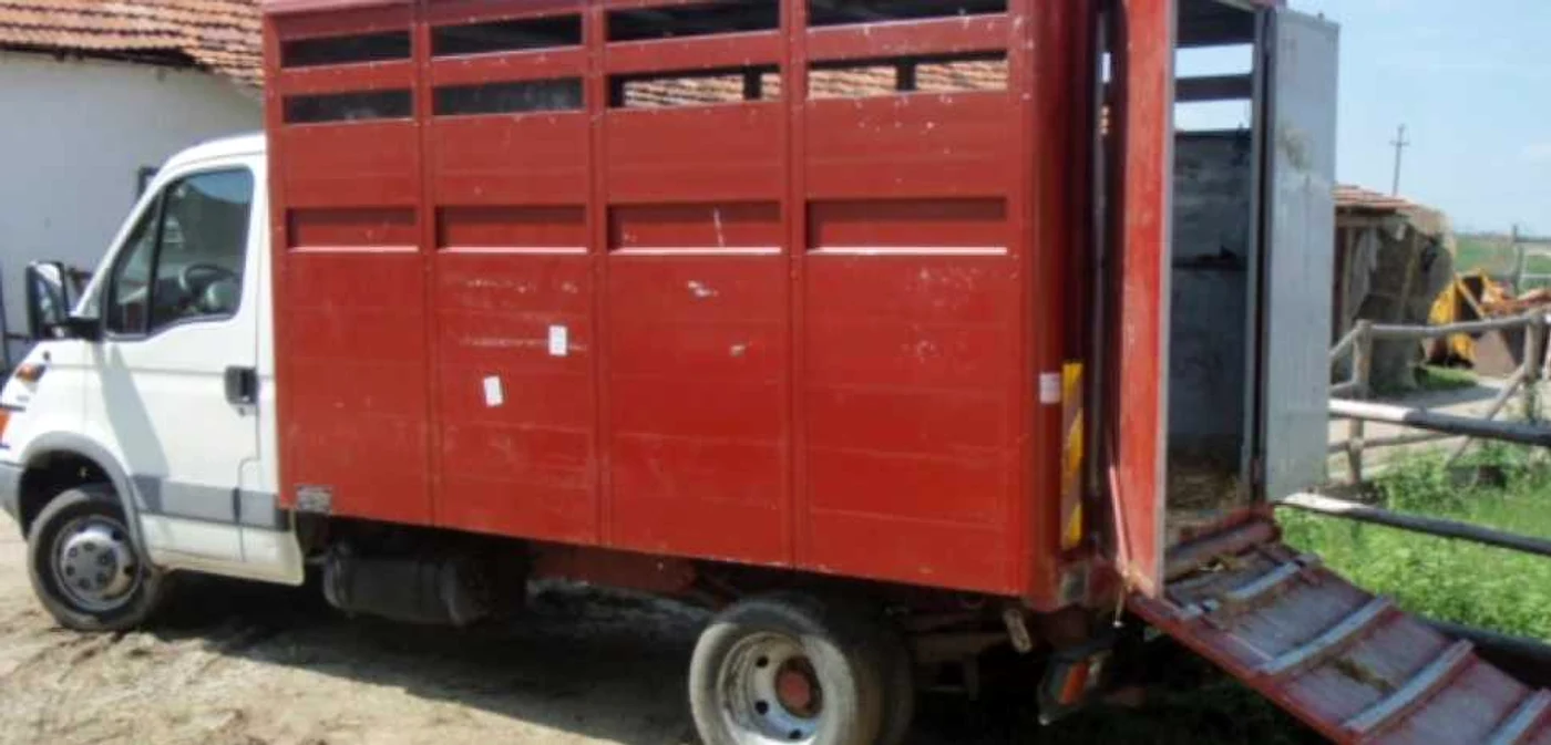 Ţăgările erau ascunse într-un compartiment amenajat cu fân şi fecale. FOTO: Arhivă