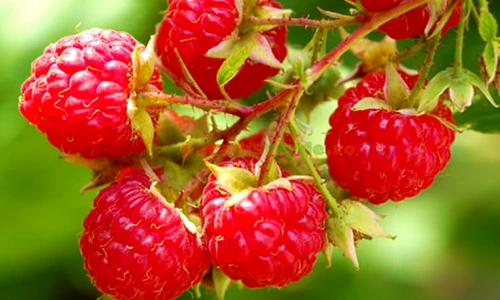 1 extract de mladite de zmeur jpg jpeg