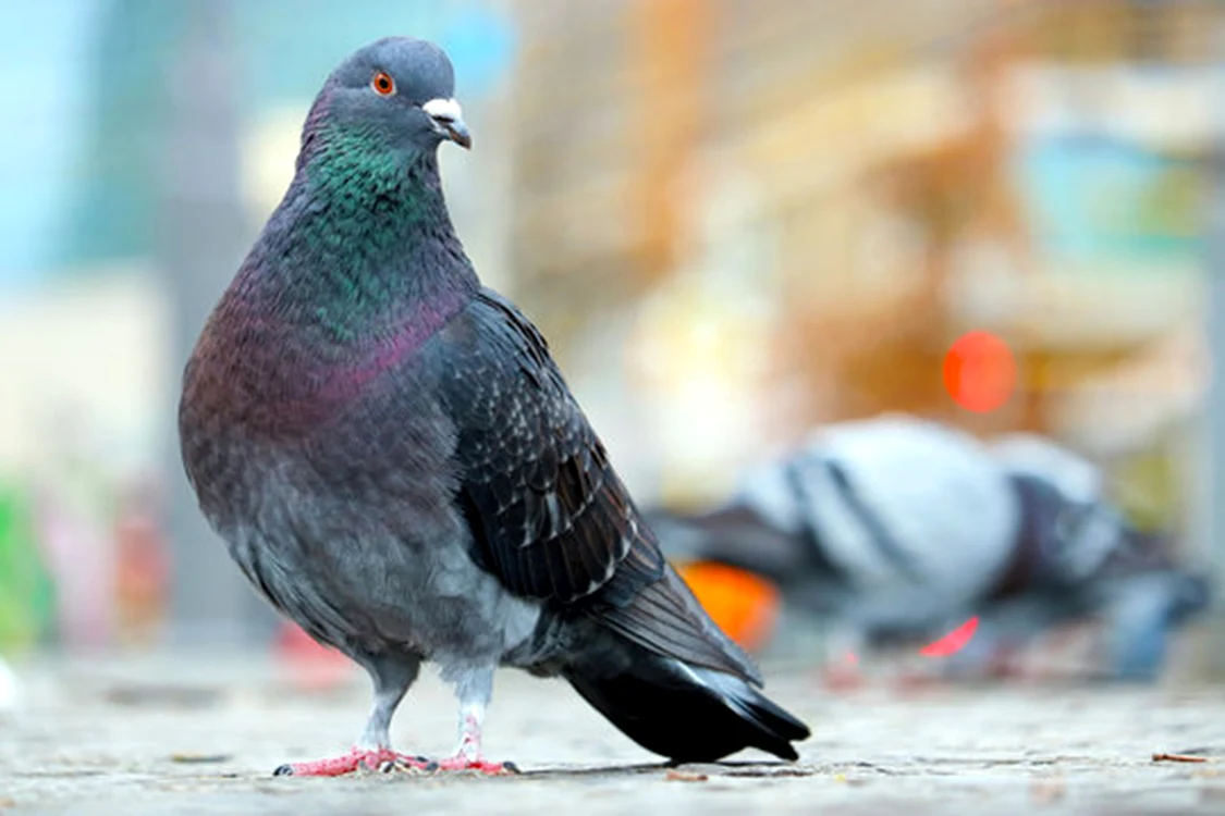 Bistriţenii care hrănesc porumbeii riscă amenzi de 1.000 de lei / foto: arhiva Click!