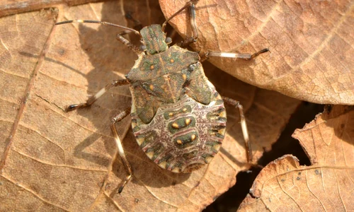 gandac puturos jpg