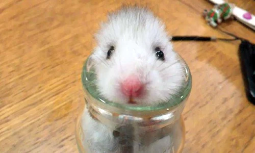 32 peglob 1 hamster jpeg