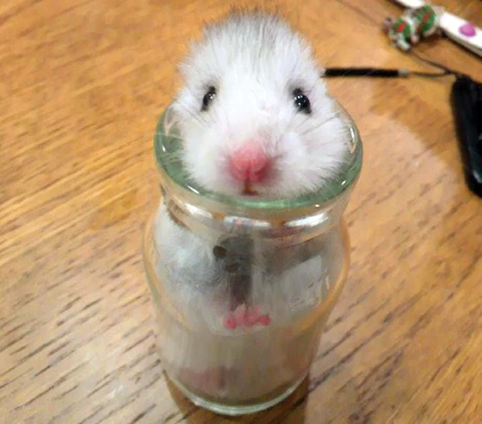 
    “A trecut  urgia?  Pot să ies”  