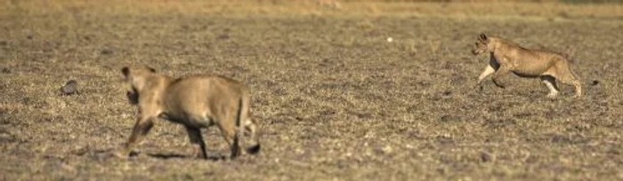 Mangusta (FOTO CATERS)