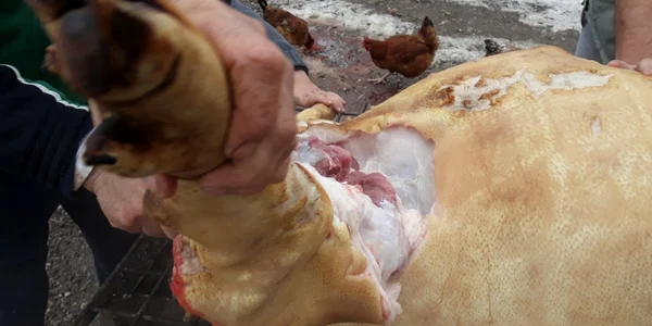 sacrificare porci