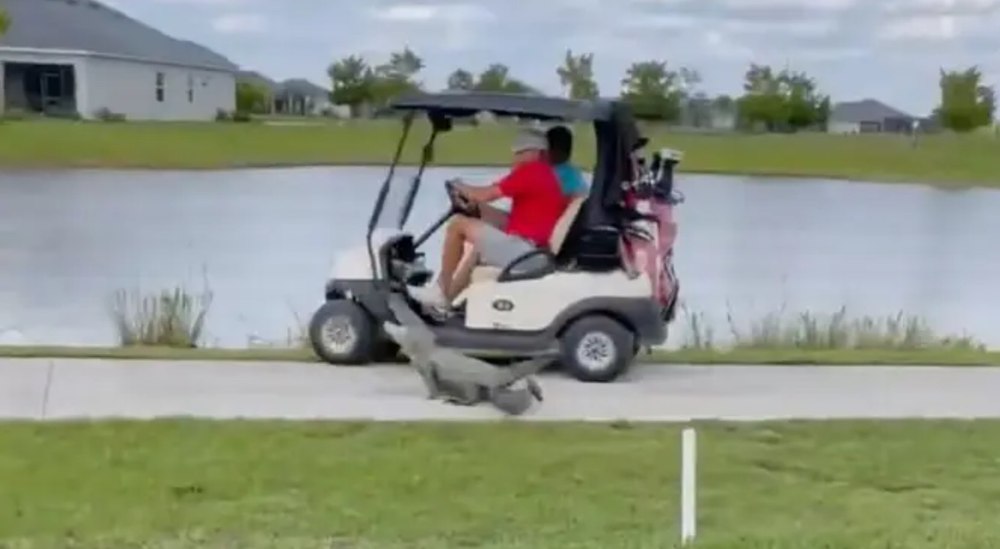 Jucători de golf, atacați de un aligator în Florida. Cum au reacționat VIDEO