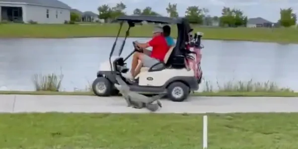 Aligator golf Florida Captura Video jpg