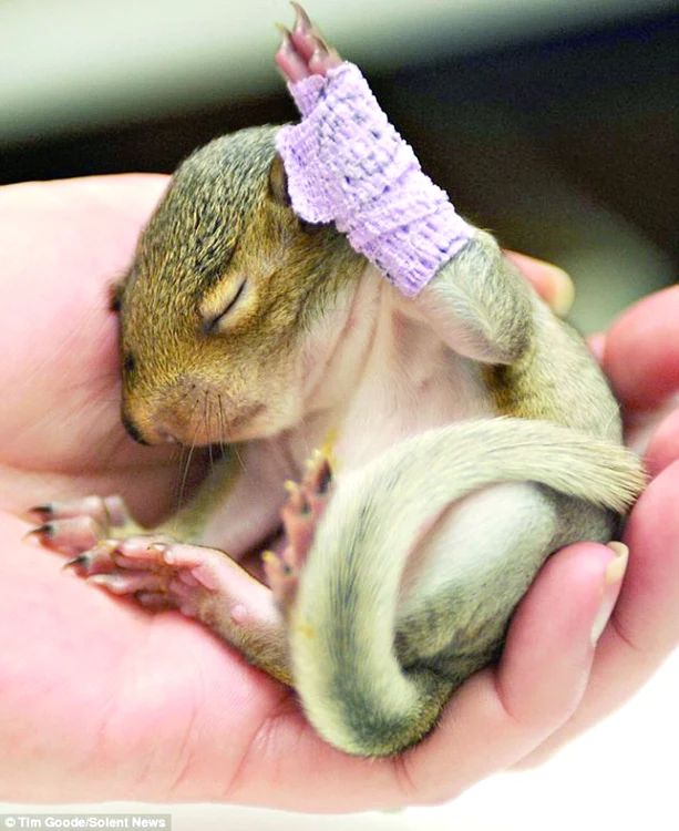 Puiul de veveriţă Violet va fi eliberat în sălbăticie după ce i se vindecă piciorul