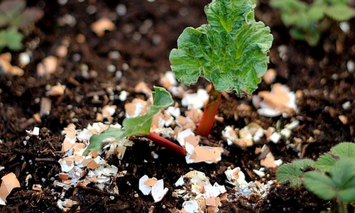 1 68260 original jpg jpeg