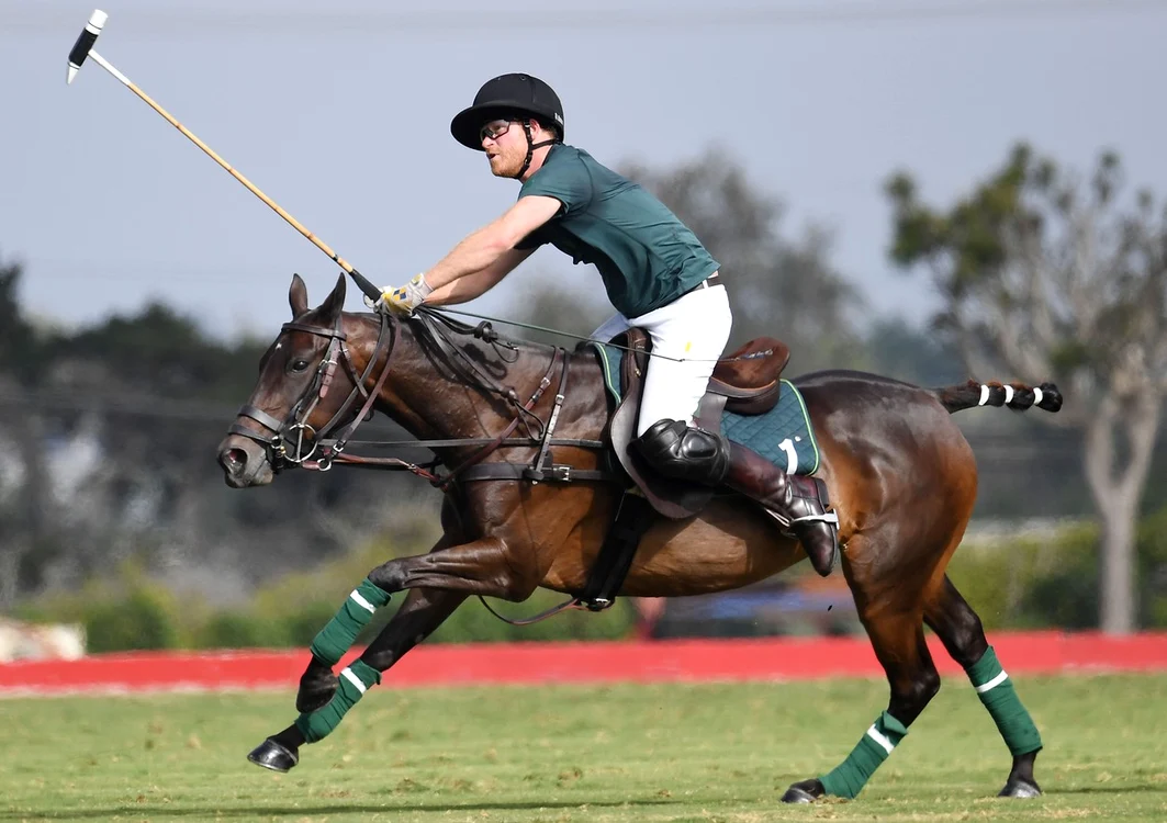 Harry polo jpg