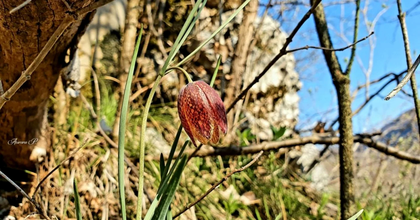 laleaua pestrita