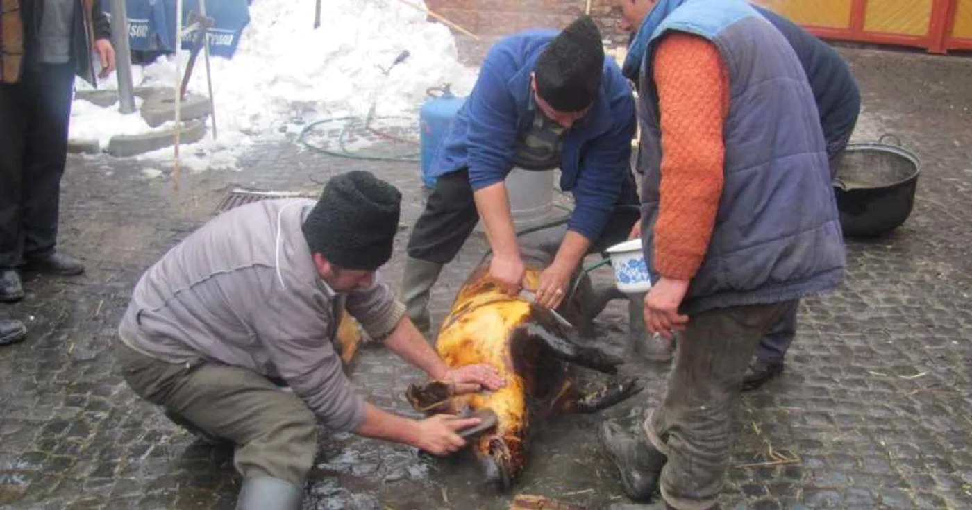 Proprietarul porcului infectat cu „trichinella spiralis” este despăgubit