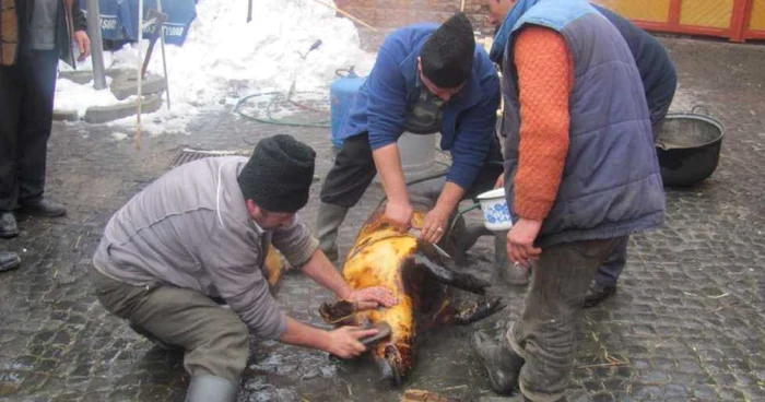 Proprietarul porcului infectat cu „trichinella spiralis” este despăgubit