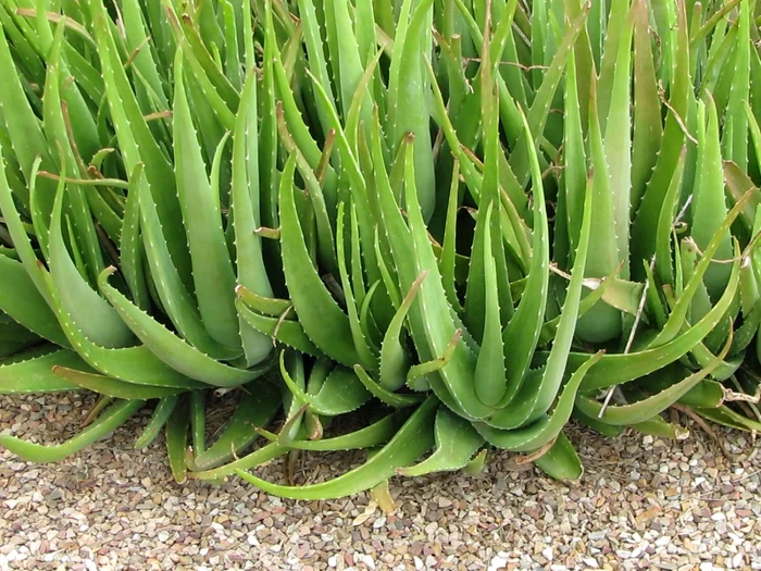 calarasi aloe