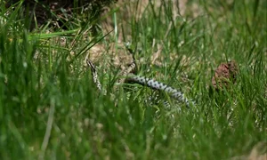 Vipere  din Parcul Național Retezat  Video Claudia Danău, biolog Parcul Național Retezat mp4 thumbnail png