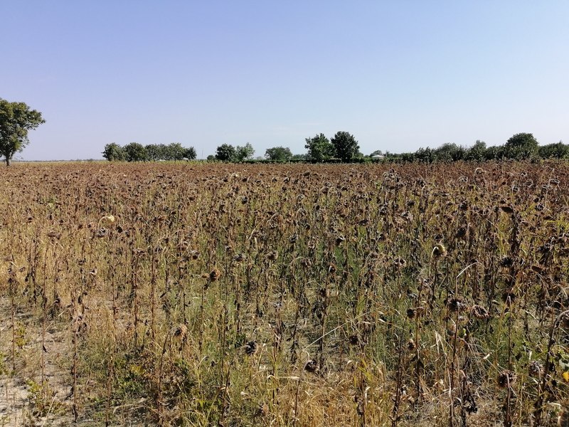 Ministrul Agriculturii, anunț despre plata despăgubirilor pentru culturile calamitate