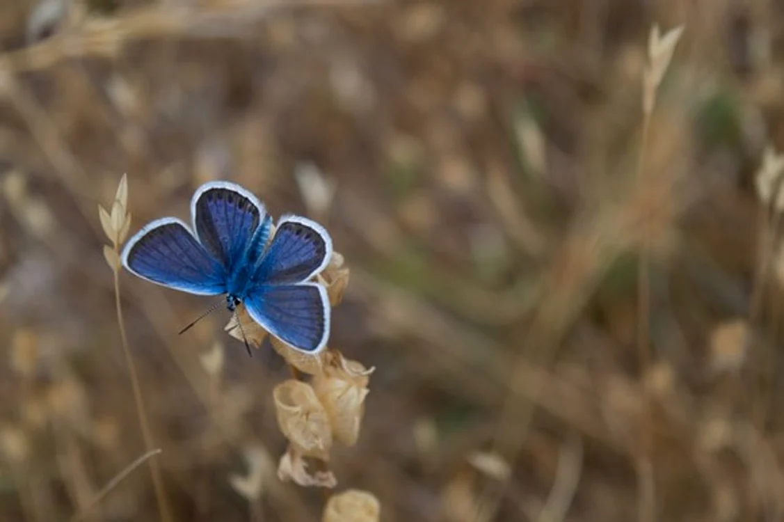Minerale AzuriteFOTO: Unsplash.com