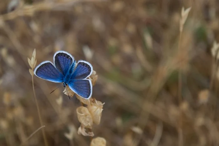 
    Minerale AzuriteFOTO: Unsplash.com  