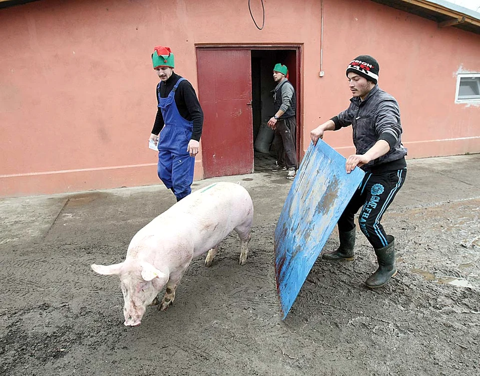 Ghiţă este scos din ţarc şi dus la cântar. Are 100 kg