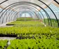 Legumele bio produse în Ciocănari ajung zilnic în Capitală. FOTO Ateliere fără frontiere