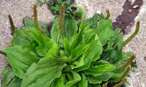 patlagia planta care trateaza tot organismul  jpeg
