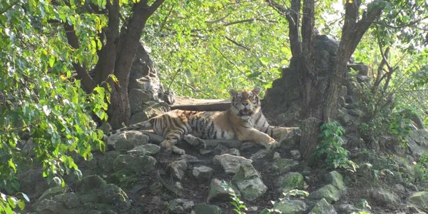 calarasi zoo