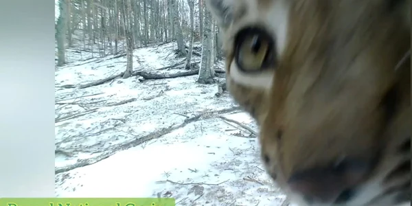 Exemplar de râs suprins în ipostaze rare ziua în amiaza mare în Parcul Naţional Cozia - Vâlcea Foto captură video