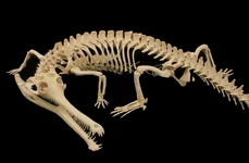 Foto sus: Schelet de gavial, crocodil care în prezent trăiește în sudul și sud-estul Asiei (© Wikimedia Commons)