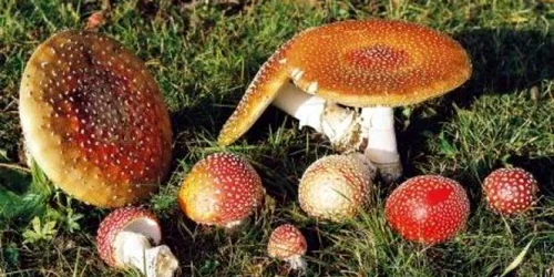 Peste 20 de sălăjeni au ajuns la Urgenţe în ultimele săptămâni intoxicaţi cu ciuperci