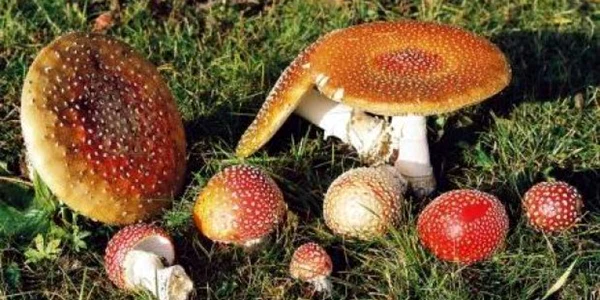 Peste 20 de sălăjeni au ajuns la Urgenţe în ultimele săptămâni intoxicaţi cu ciuperci