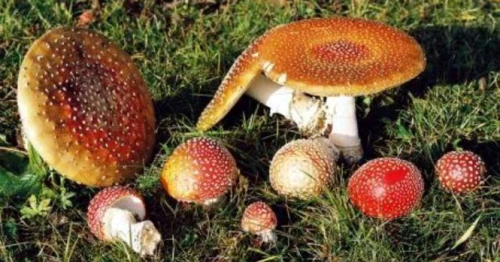 Maramureşeanul a consumat ciuperci necomestibile FOTO: Arhivă