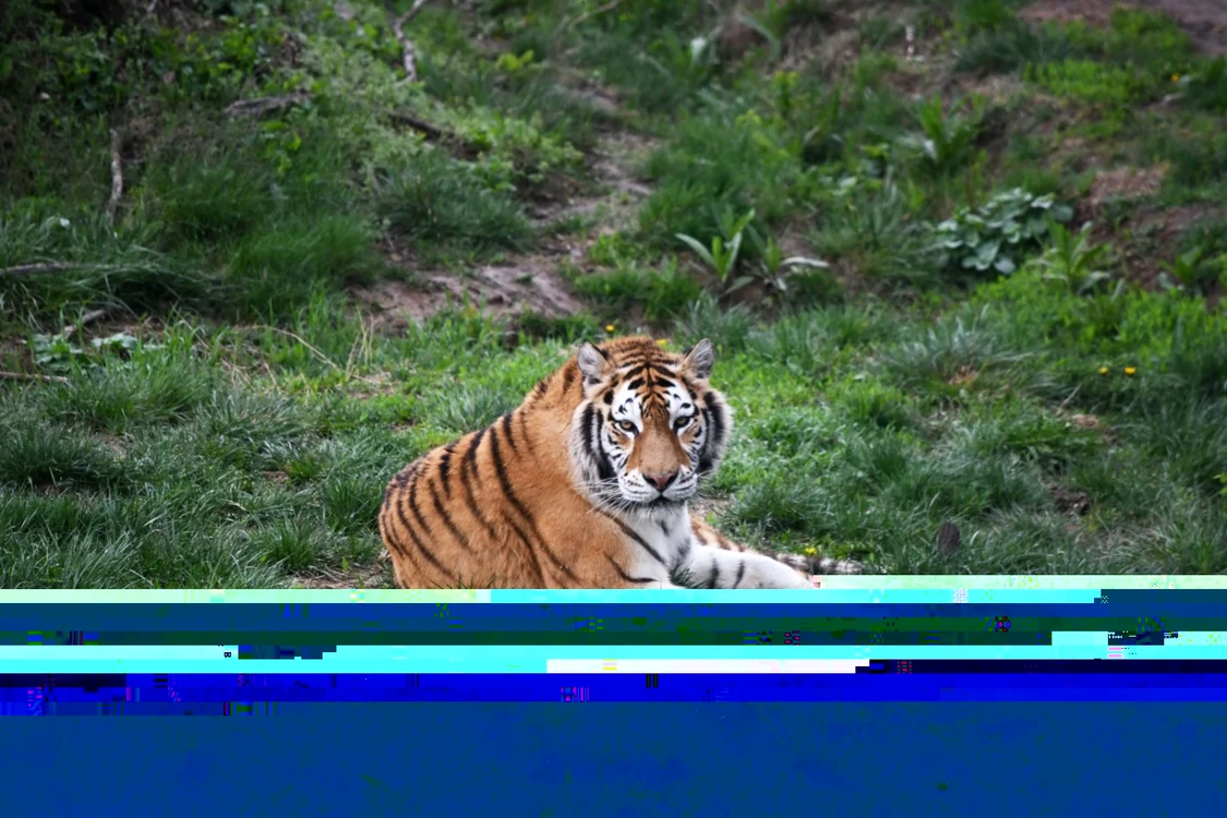 zoo garboavele galati 