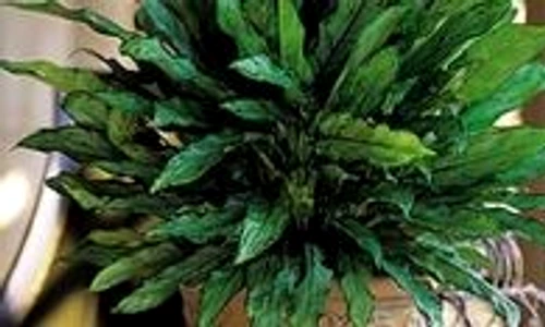 1 47272 original jpg jpeg