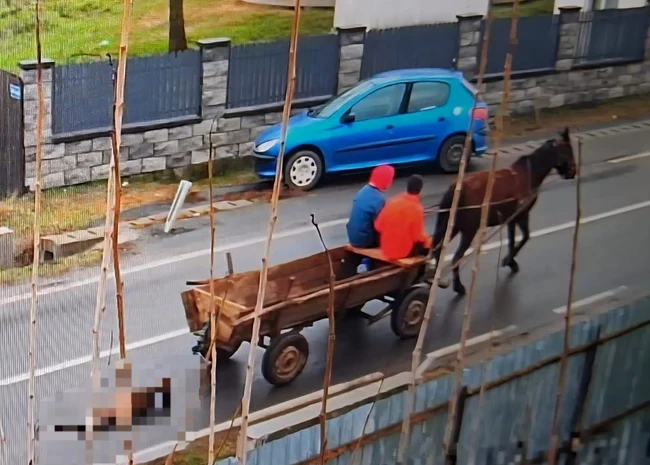 Animalul este agățat de căruță FOTO: IPJ Iaomița