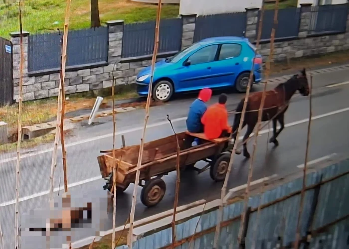 Animalul este agățat de căruță FOTO: IPJ Iaomița