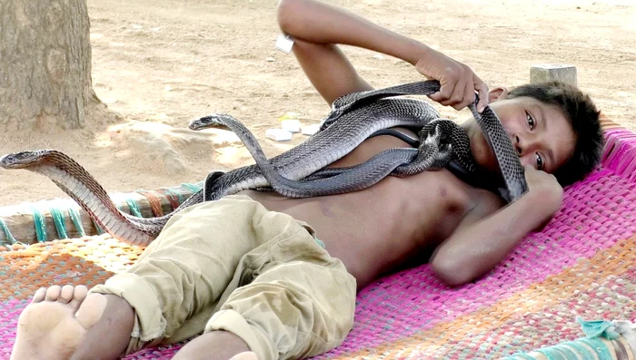 
    Devesh a început să strângă şerpi din pădure încă de la vârsta de patru anifoto: Profimedia  