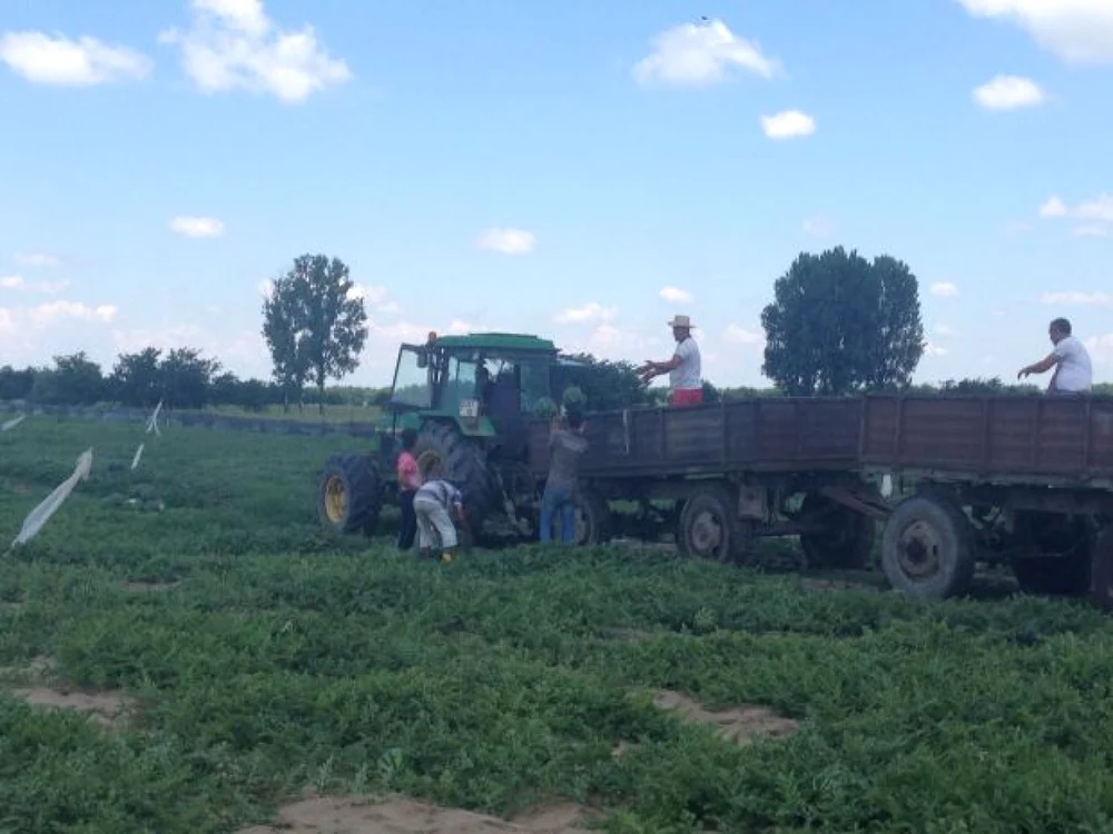 Celebrii pepeni de Dăbuleni au ajuns pe tarabe în pieţe în toată ţara