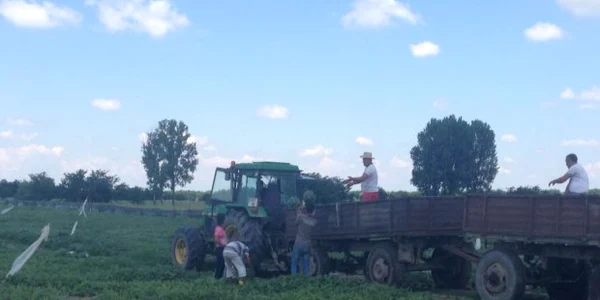 Celebrii pepeni de Dăbuleni au ajuns pe tarabe în pieţe în toată ţara