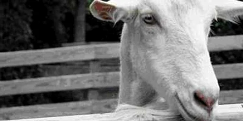 Capra a fost salvată cu succes Foto: agroinfo
