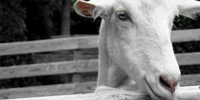 Capra a fost salvată cu succes Foto: agroinfo