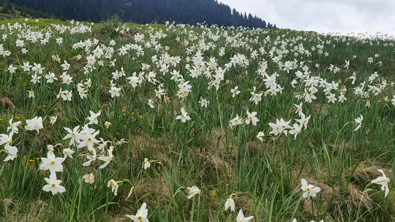 Poiana narciselor FOTO Parcul Natural Muntii Maramuresului