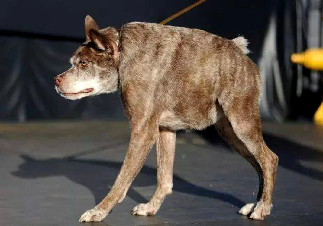 
    Câinele fără gât îşi duce viaţa normal datorită stăpânilor săiFoto: Facebook  