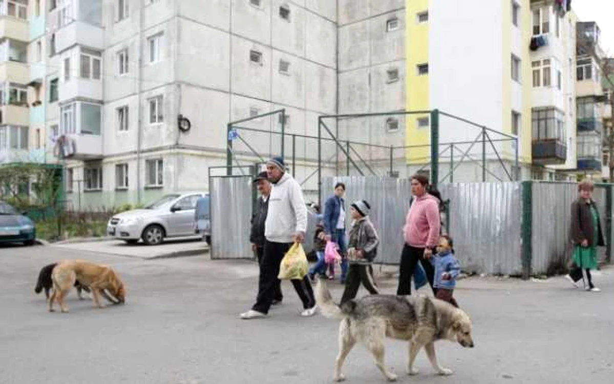 Legea câinilor comunitari a fost adoptată marţi de Camera Deputaţilor