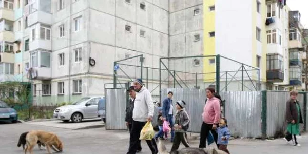 Legea câinilor comunitari a fost adoptată marţi de Camera Deputaţilor