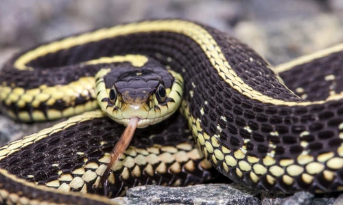 1 83058 original jpg jpeg