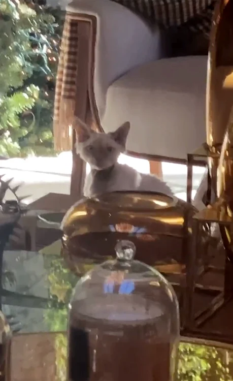 3 jlo cat jpg jpeg