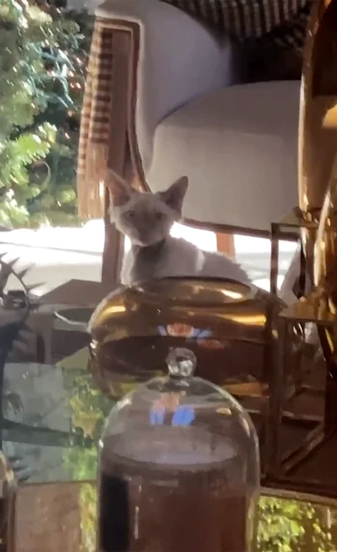 3 jlo cat jpg jpeg