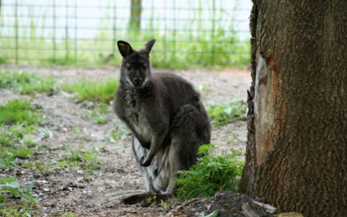 Canguri în grădina zoo de la Timişoara