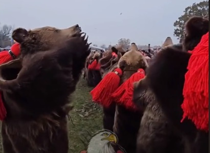 Românii au uimit englezii: au ieșit „cu ursul“ în mijlocul Londrei VIDEO 